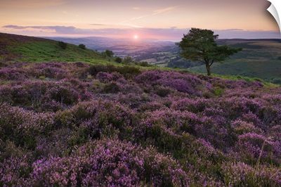 Heather At Wills Neck In The Quantock Hills Area Of Outstanding Natural Beauty