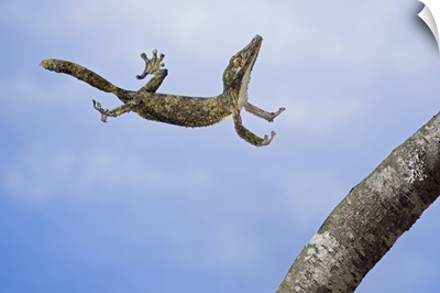 Henkel's leaf-tailed gecko in mid leap, Madagascar