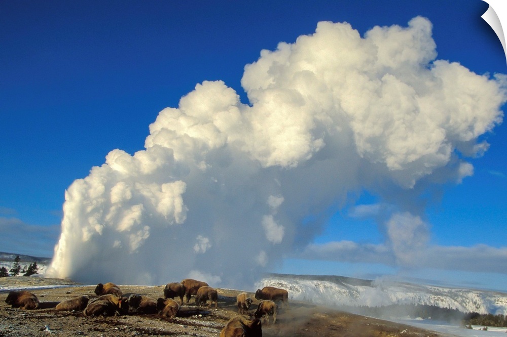 Herd of American bison (Bison bison) grazing and keeping warm near the famous geyser, Old Faithful, with clouds of steam r...