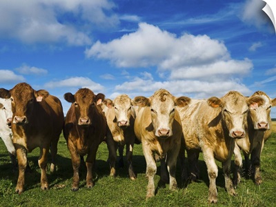 Herd of beef cattle, Tiger Hills, Manitoba, Canada
