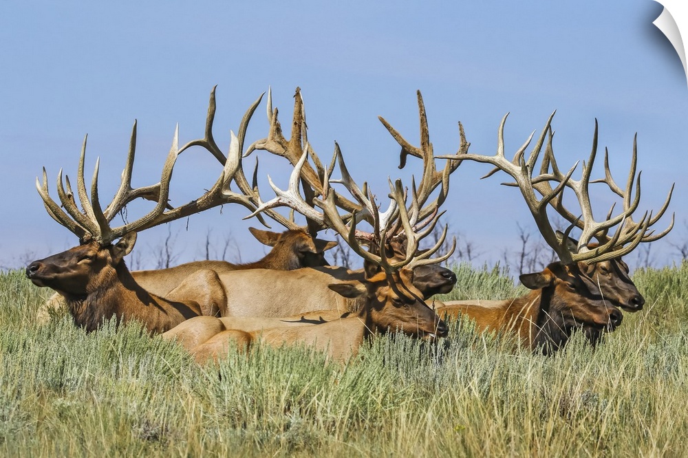 Herd of bull Elk (Cervus canadensis) lying in the grass; Steamboat Springs, Colorado, United States of America