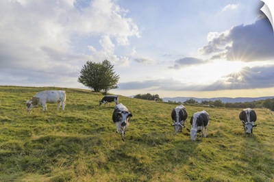 Herd Of Cows Grazing In Pasture, Le Markstein, Haut Rhin, Alsace, France