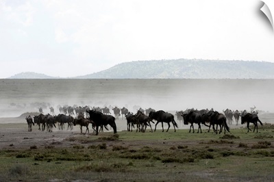 Herd of Wildebeest, Ngorongoro Crater Conservation Area, Tanzania