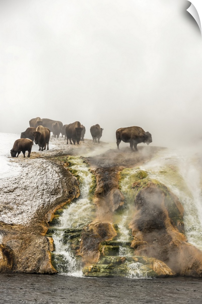 Herd of American bison (Bison bison) on top of a cliff surrounded by steam from the Excelsior Geyser at the Midway Geyser ...