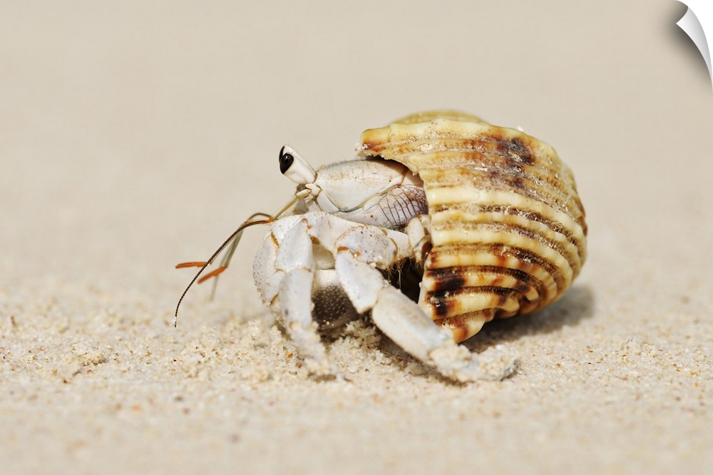 Hermit Crab (Anomura) on Sand of Beach, La Digue, Seychelles