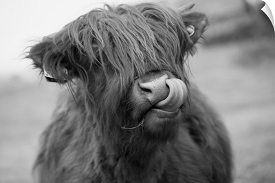 Highland Cattle Licking Its Nose, Scottish Borders, Scotland