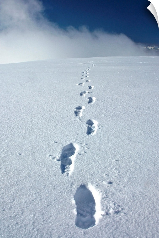 denali national park-alaska-tracks in snow on primrose ridge
