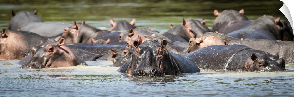 Panorama of hippopotamus pod (Hippopotamus amphibius) in calm river, Grumeti Serengeti Tented Camp, Serengeti National Par...