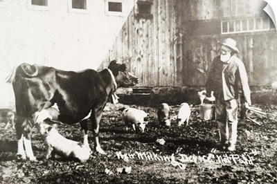 Historic photograph of piglet nursing from cow from 19th century