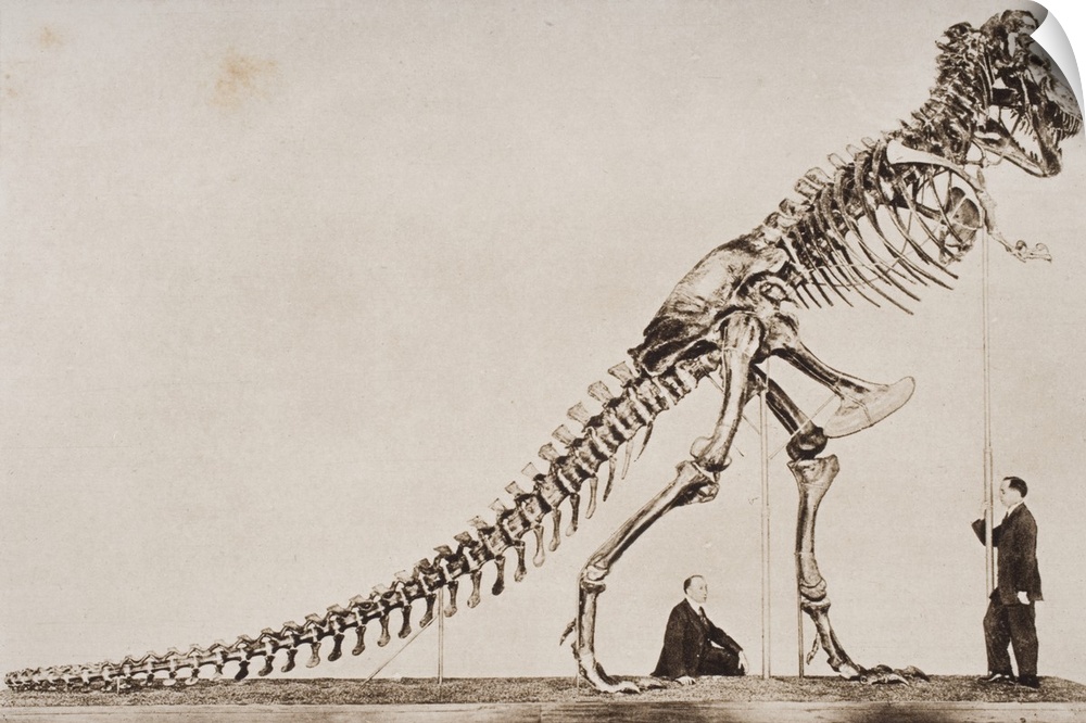 Historical Illustration Of Dinosaur Skeleton.
