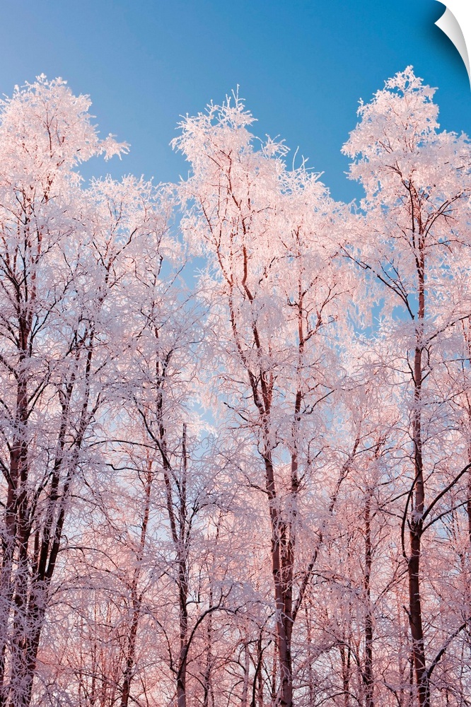 Hoarfrost covered birch trees, Winter, Russian Jack Park, Anchorage, Alaska.