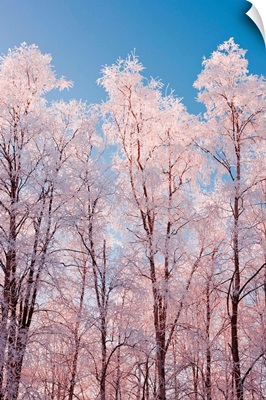Hoarfrost covered birch trees in Russian Jack Park, Anchorage, Alaska
