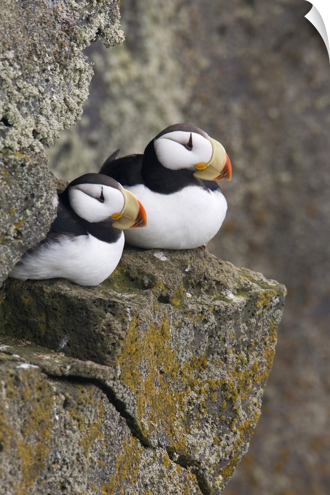 Horned Puffin pair perched on a cliff ledge during Summer, Saint Paul Island, Pribilof Islands, Bering Sea, Southwest Alaska