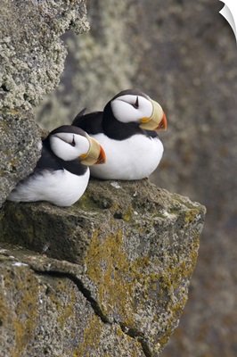 Horned Puffin pair perched on a cliff ledge during Summer Saint Paul Island