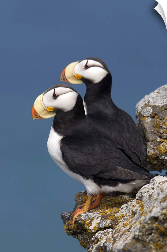 Horned Puffin pair, one yawning, perched on rock ledge with the blue Bering Sea in background, Saint Paul Island, Pribilof...