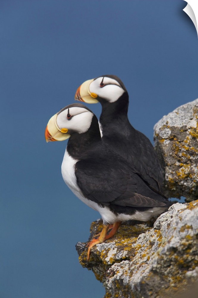 Horned Puffin Pair, One Yawning, Perched On Rock Ledge With The Blue Bering Sea In Background, Saint Paul Island, Pribilof...