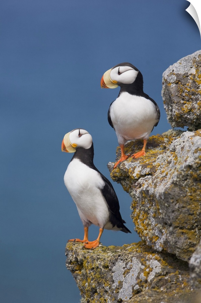 Horned Puffin Pair Perched On Rock Ledge With The Blue Bering Sea In Background, Saint Paul Island, Pribilof Islands, Beri...