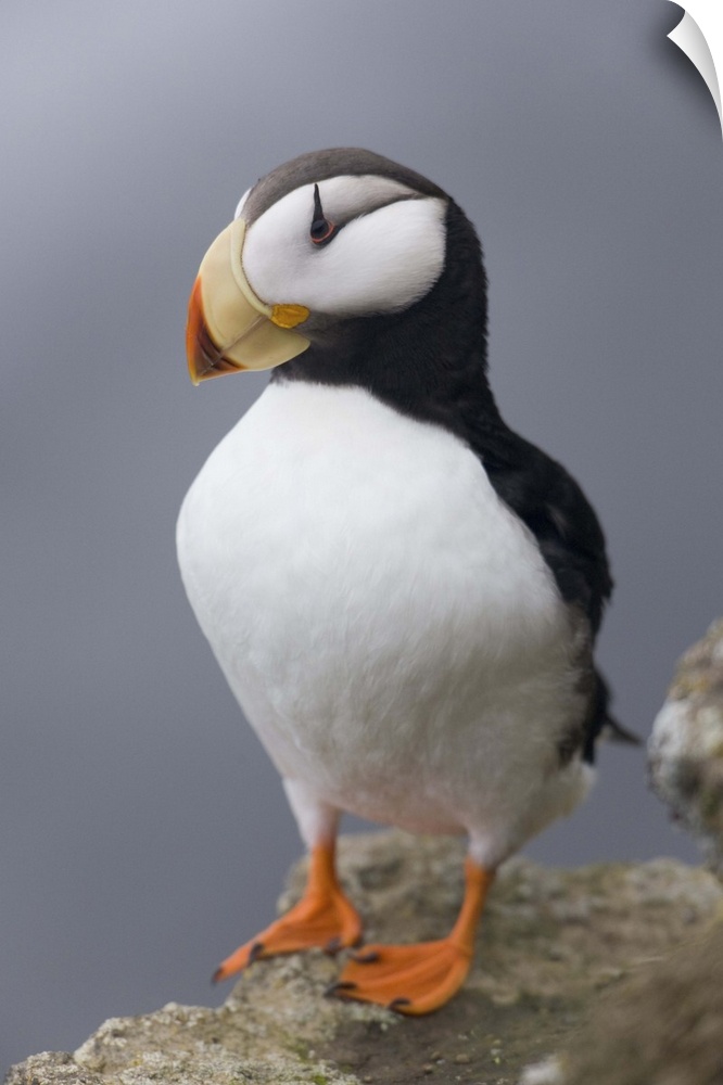 Horned Puffin with wings outstretched, Saint Paul Island, Pribilof Islands, Bering Sea, Southwest Alaska