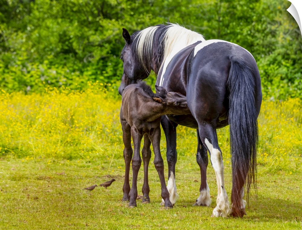Horse and foal standing together in a pasture; Saskatchewan, Canada