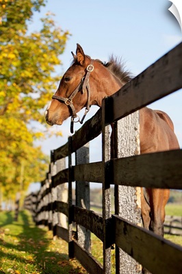 Horse By Farm Fence In Autumn, Caledon, Ontario, Canada