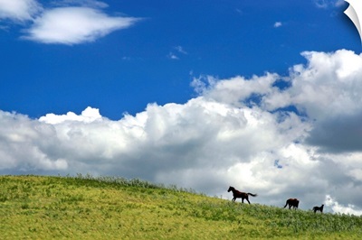 Horses Galloping On Hill