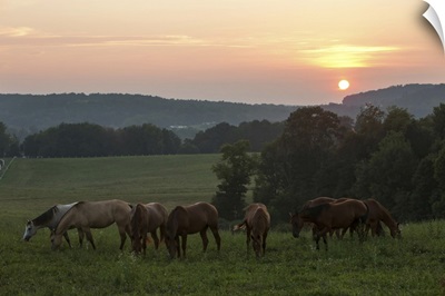 Horses Graze On Grass At Sunset In Rural Farmland, Millersburg, Ohio