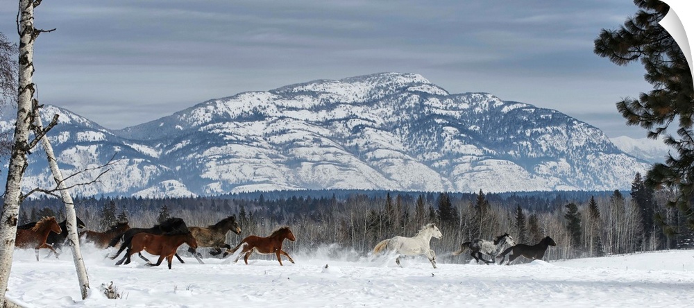 Horses running in the snow on a ranch in winter, Montana, United States of America.
