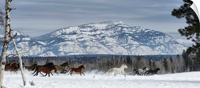 Horses running in the snow on a ranch in winter, Montana, United States of America