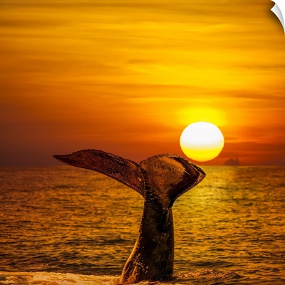 Humpback Whale At Sunset, Hawaii