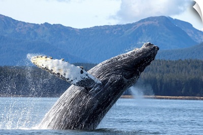 Humpback Whale Breaches As It Leaps From Water Of Stephens Passage.