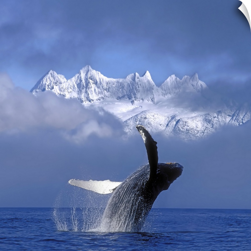 A large whale breaches water with a thick layer of fog just behind it and only the top of the snow covered mountains are s...