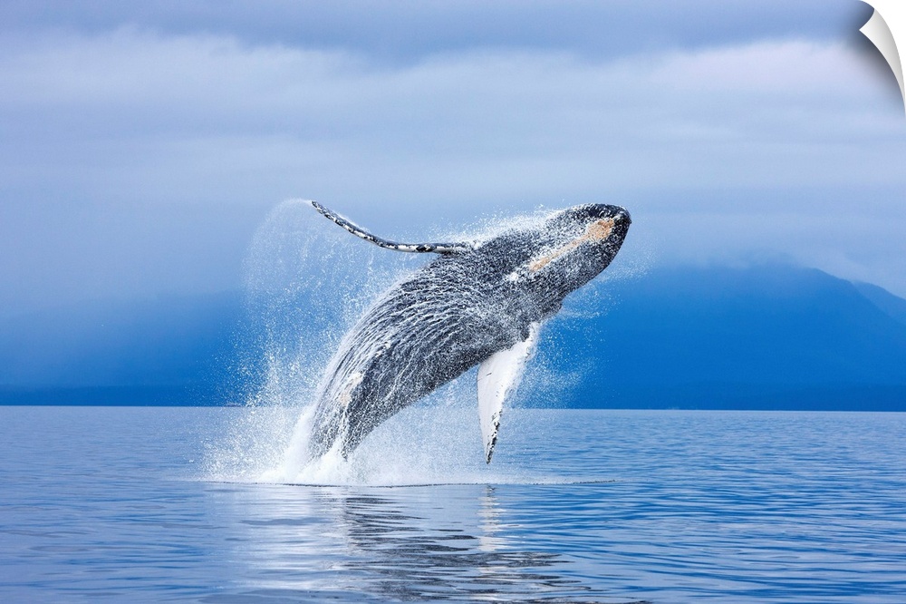 Humpback Whale Breaching Along The Shoreline Of Chichagof, Alaska