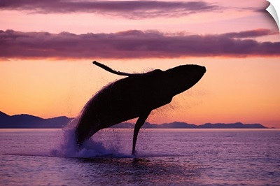 Humpback Whale Breaching At Sunset, Southeast Alaska