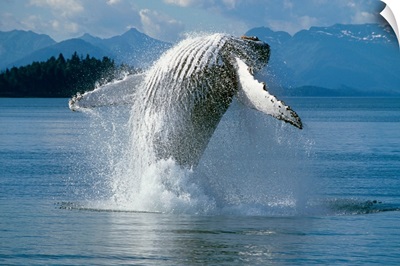 Humpback Whale Breaching Frederick Sound SE AK