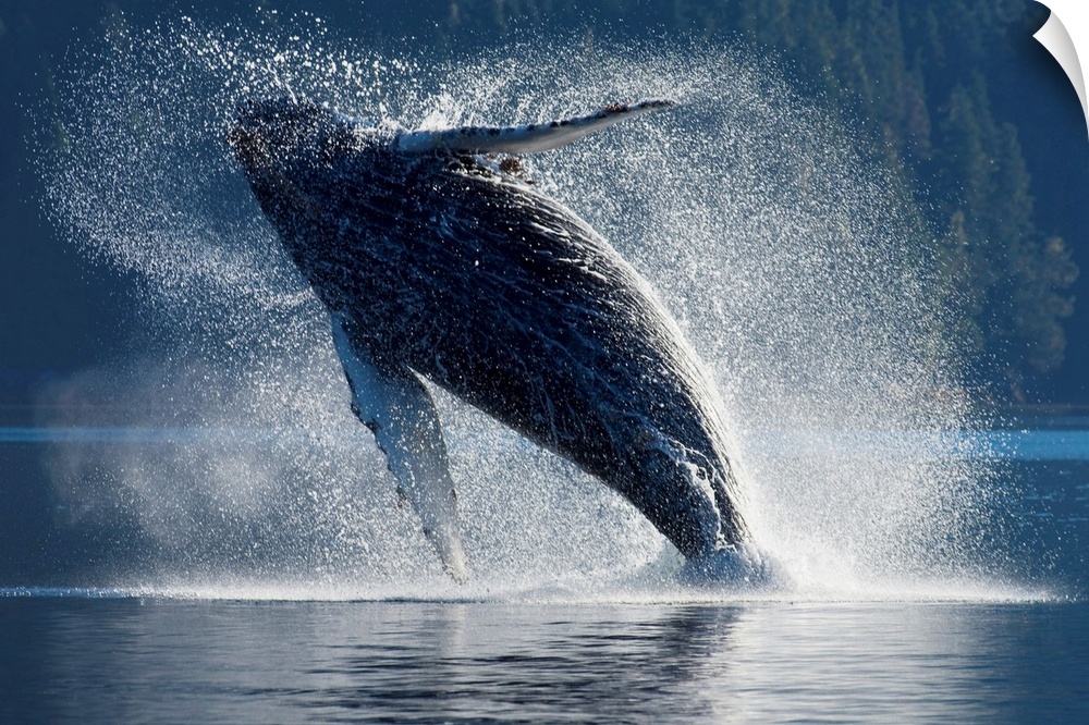 Humpback Whale Breaching In The Waters Of The Inside Passage, Southeast Alaska