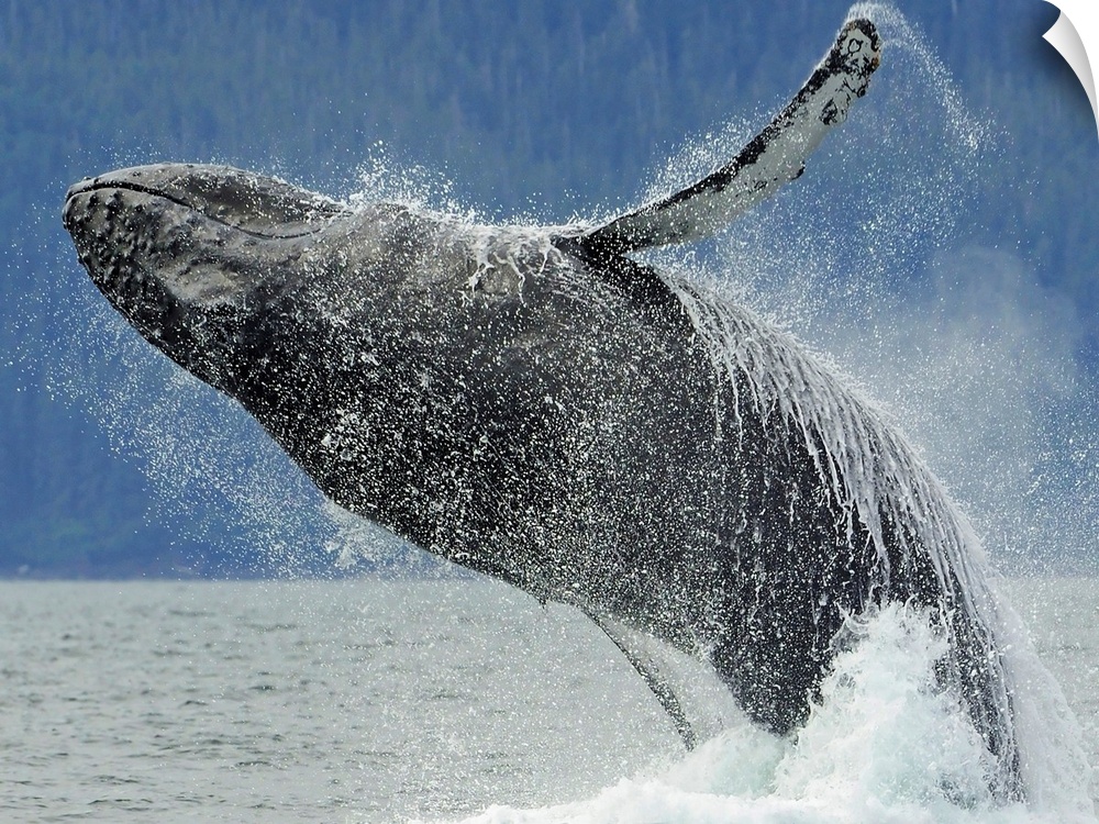 Humpback whale breaching near Juneau during summer in southeast Alaska.