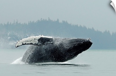 Humpback Whale Breaching Near Juneau During Summer In Southeast Alaska