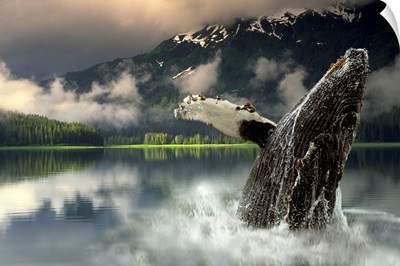 Humpback Whale Breaching Southeast AK Digital Image summer portrait Composite