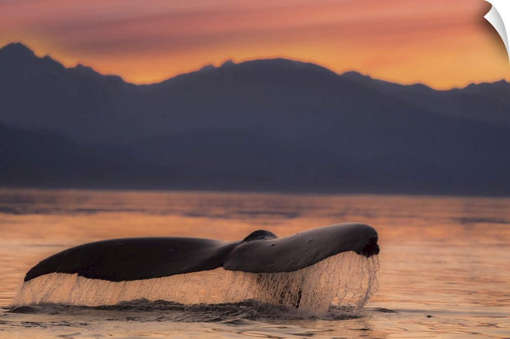 A Humpback Whale lifts it flukes at sunset as it returns to the depths to feed in the calm waters of the Inside Passage, A...