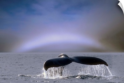Humpback Whale Fluke On Surface Of Water, Alaska