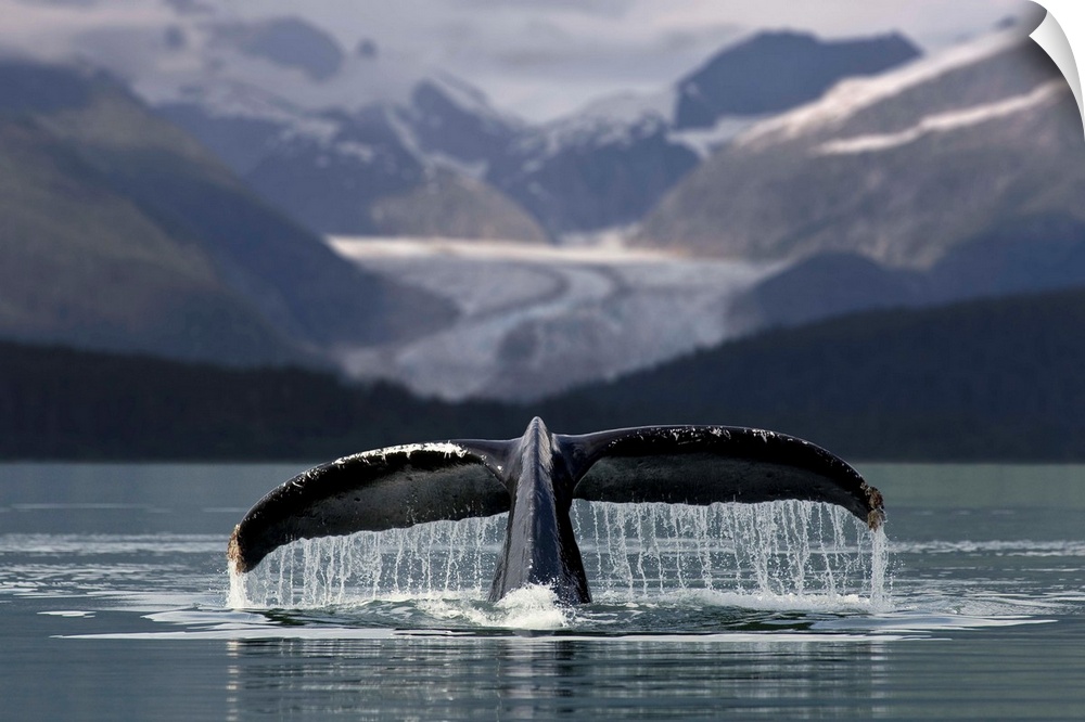 Composite Humpback Whale Shows Fluke With Herbert Glacier And Eagle Beach State Recreation Area In The Background Near Jun...