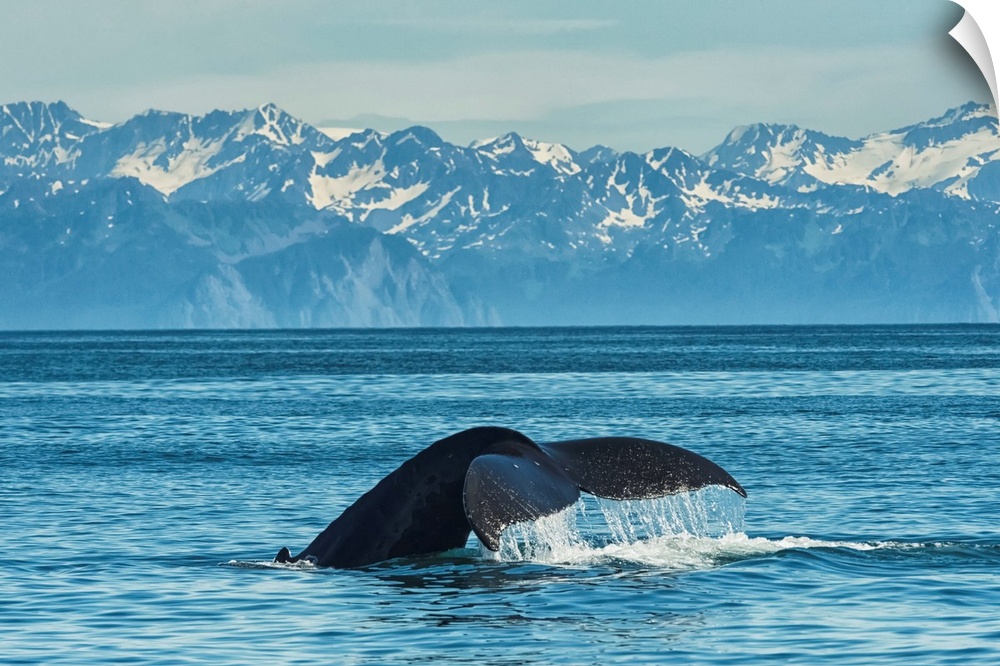 Humpback whale (Megaptera novaeangliae) in Seward harbor, Seward, Alaska, United States of America.