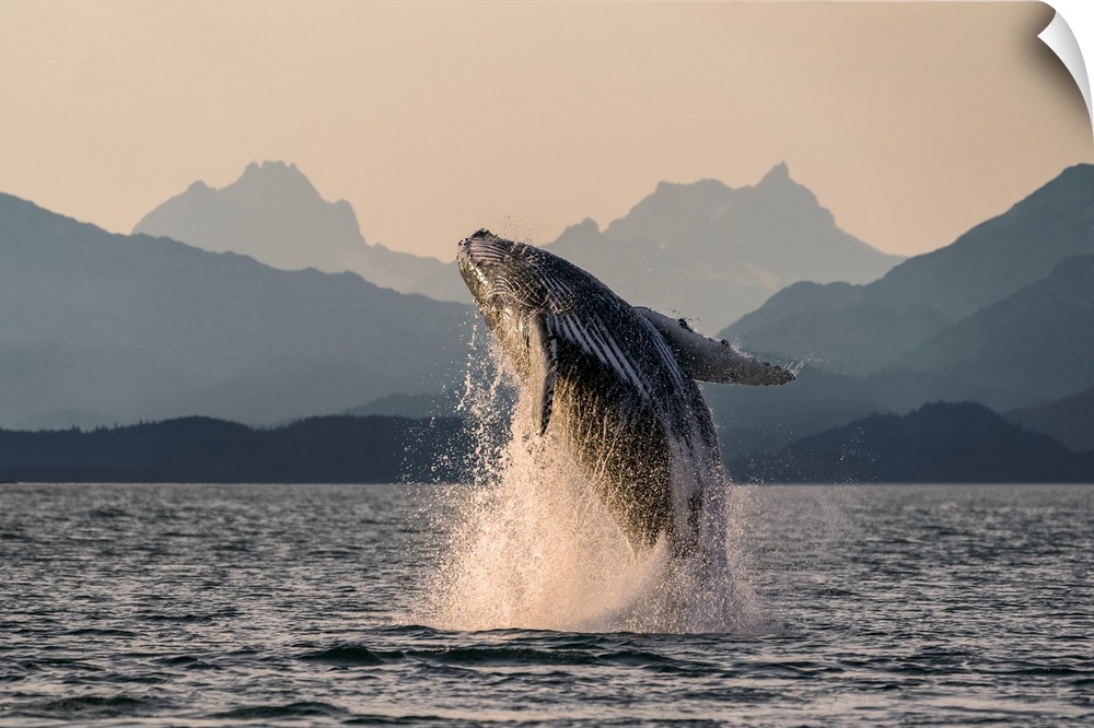 Humpback whale (Megaptera novaeangliae) leaping out of the water of Inside Passage in the Lynn Canal; Alaska, United State...