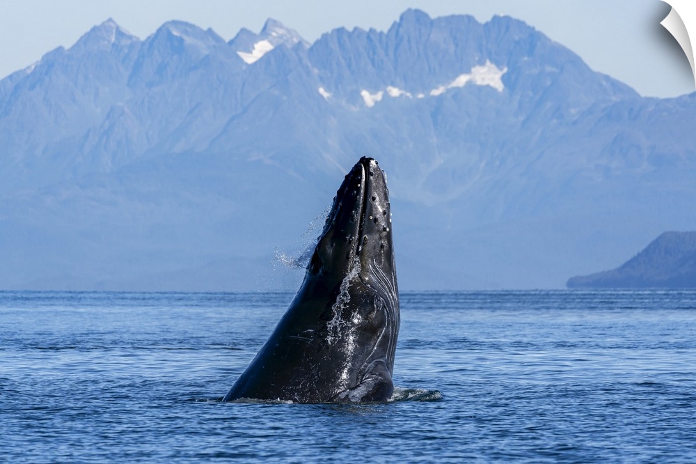 Humpback whale (Megaptera novaeangliae) surfacing, Inside Passage, Lynn Canal; Alaska, United States of America