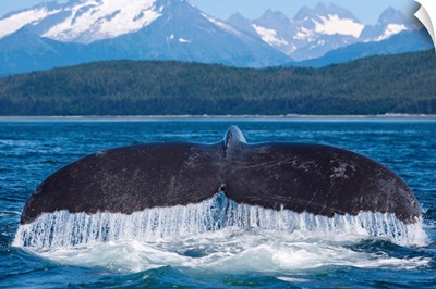 Humpback Whale Lifts Its Flukes, Snow Covered Coastal Range In Background