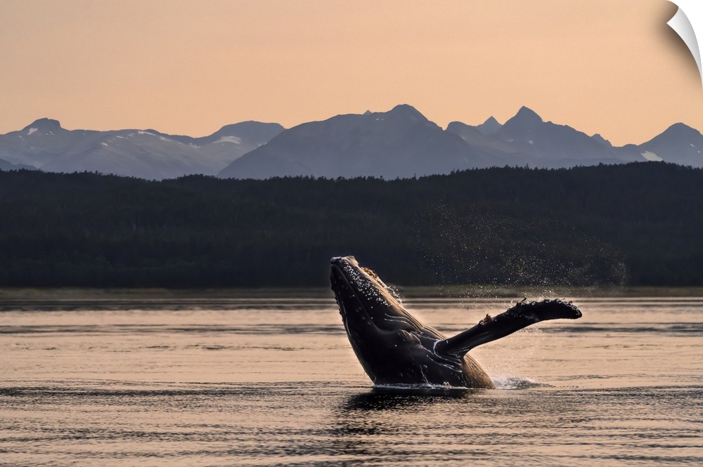 Humpback whale (Megaptera novaeangliae) breaches at sunset, Lynn Canal, Inside Passage, with Chilkat Mountains in the back...