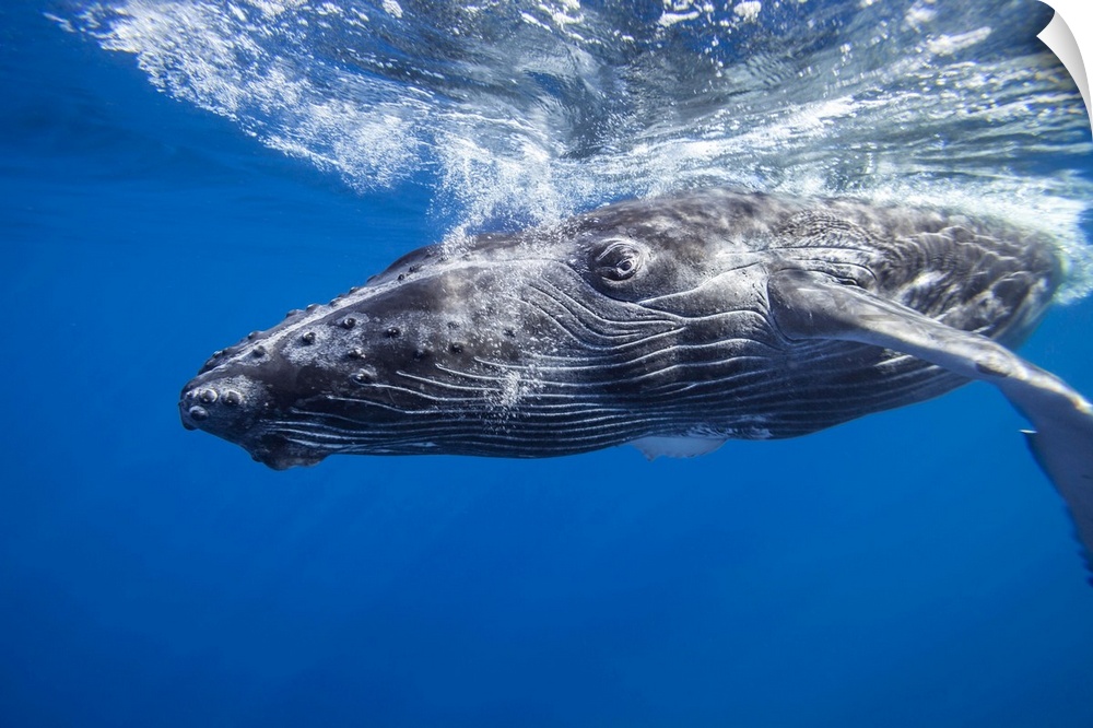 Humpback whale (megaptera novaeangliae) underwater, Hawaii, united states of America.