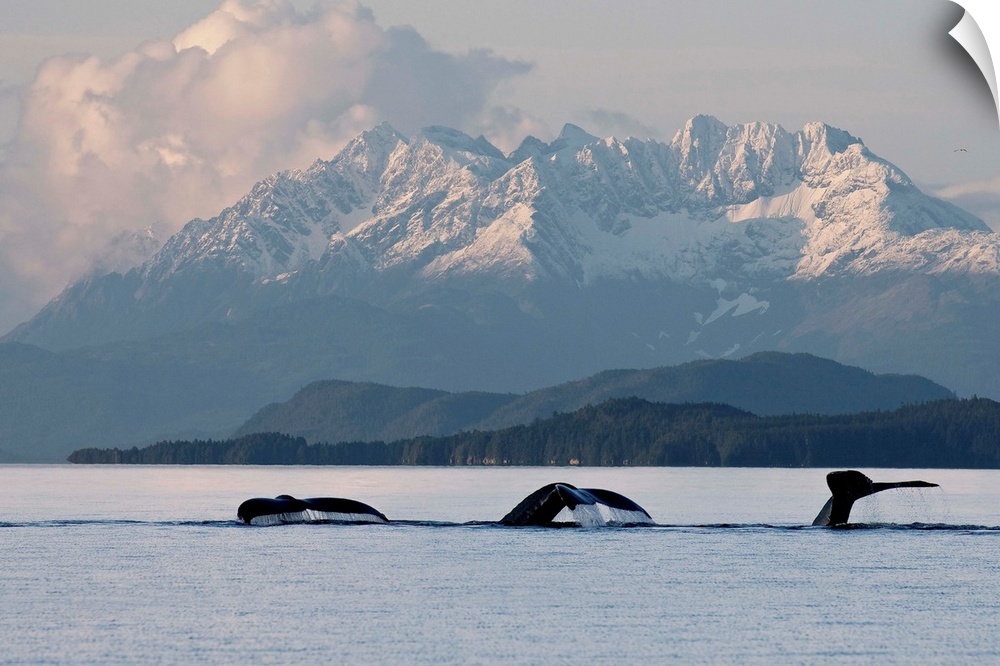 Humpback Whale Pod Lifts Their Flukes, Snow Covered Coastal Range, Alaska