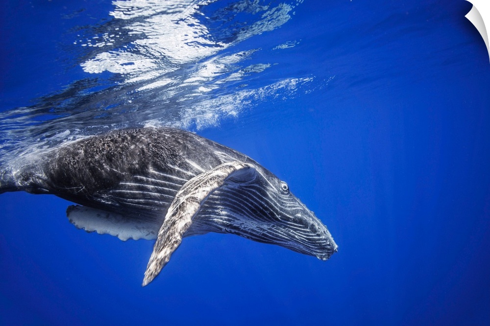 Humpback whale (megaptera novaeangliae) swimming underwater just below the surface, Hawaii, united states of America.