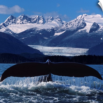 Humpback Whale Tail In Front Of Glacier Composite